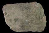 Rough, Agatized Dinosaur Bone - Colorado #142534-1